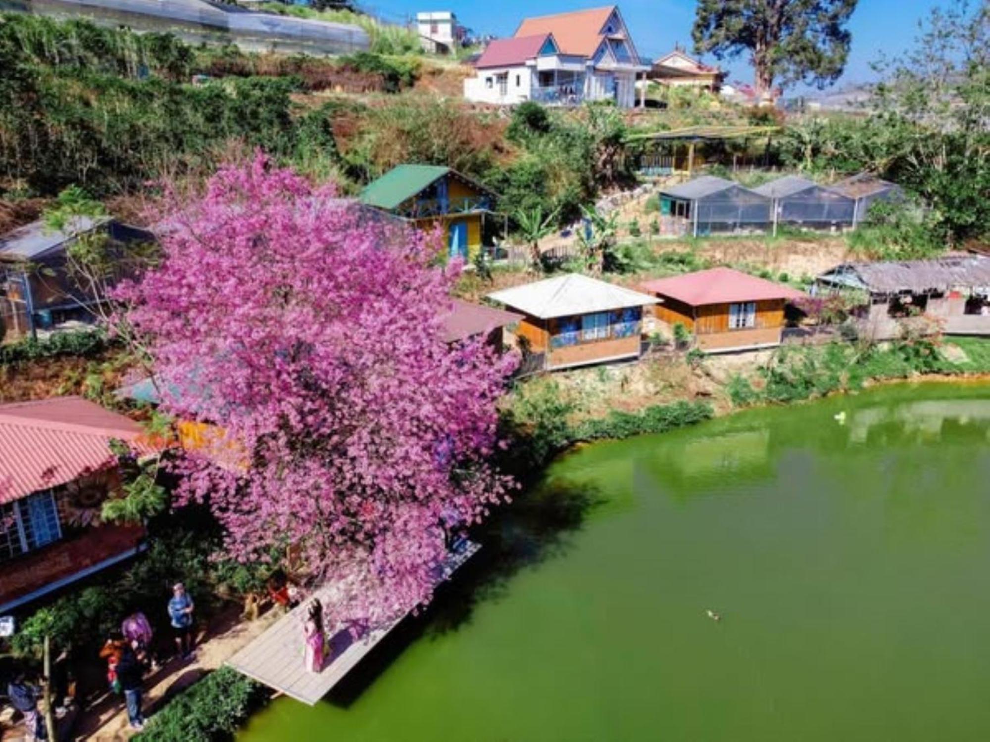 Nha Ben Ho - Da Lat Homestay المظهر الخارجي الصورة