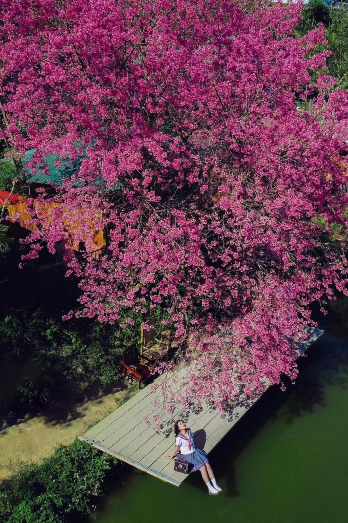 Nha Ben Ho - Da Lat Homestay المظهر الخارجي الصورة